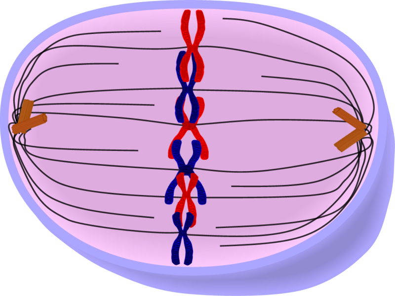 Pin Telophase Clipart - Metaphase Cell (800x600)