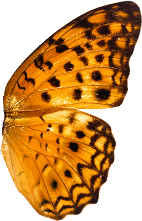 You Are The Light - Butterfly White Background (608x456)