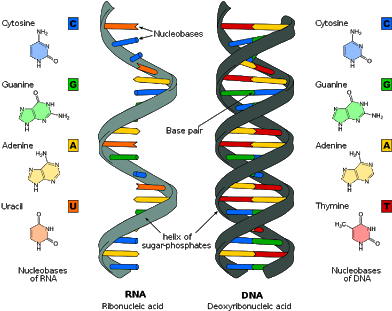 A Lot Of People Love Learning About Dna - Dna And Rna Differences (400x320)