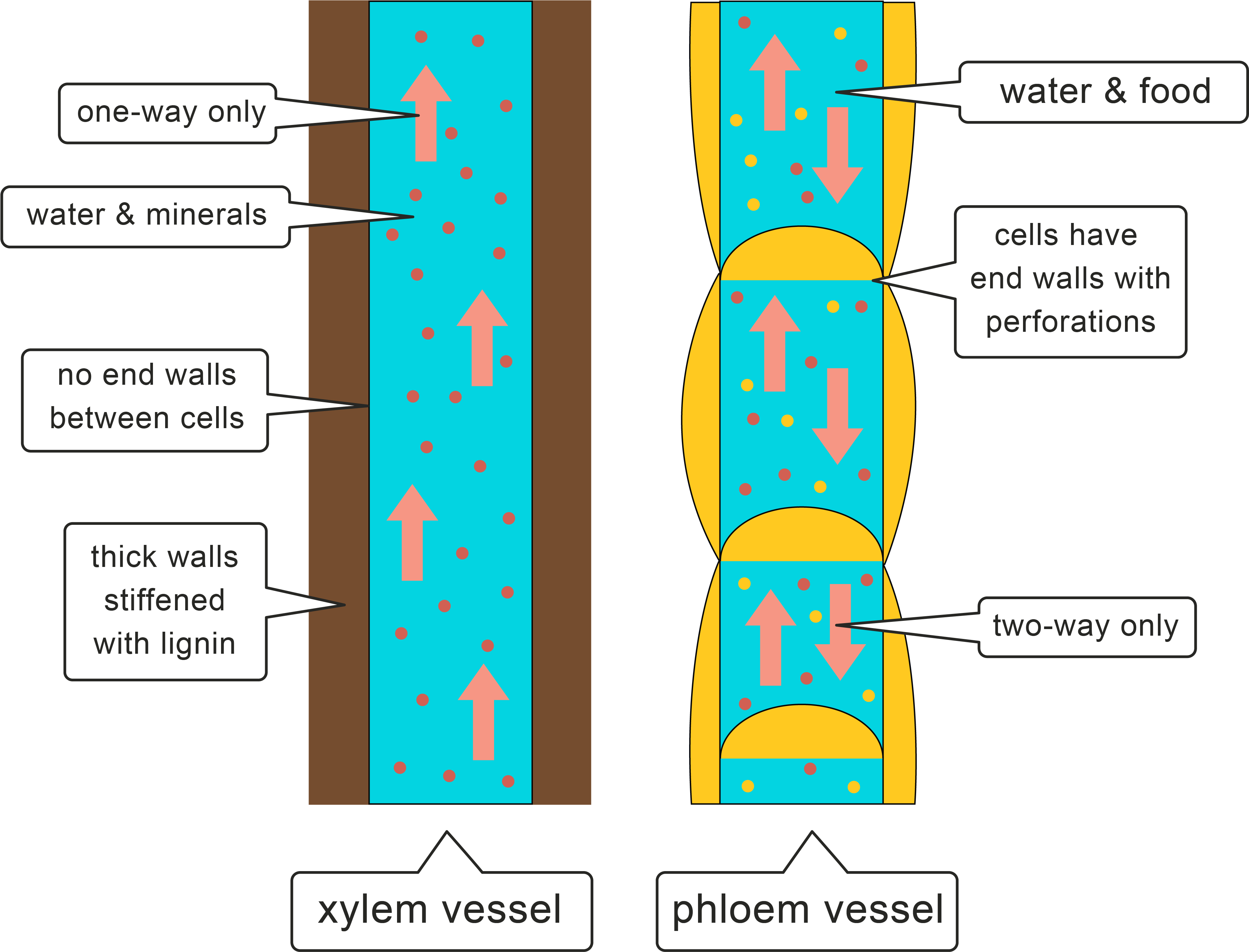 Transport Systems Worksheet - Xylem (4025x3149)