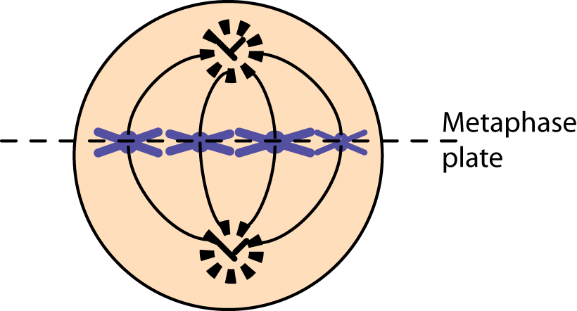 Kslof Coral Reef Education - Metaphase Png Mitosis (820x442)