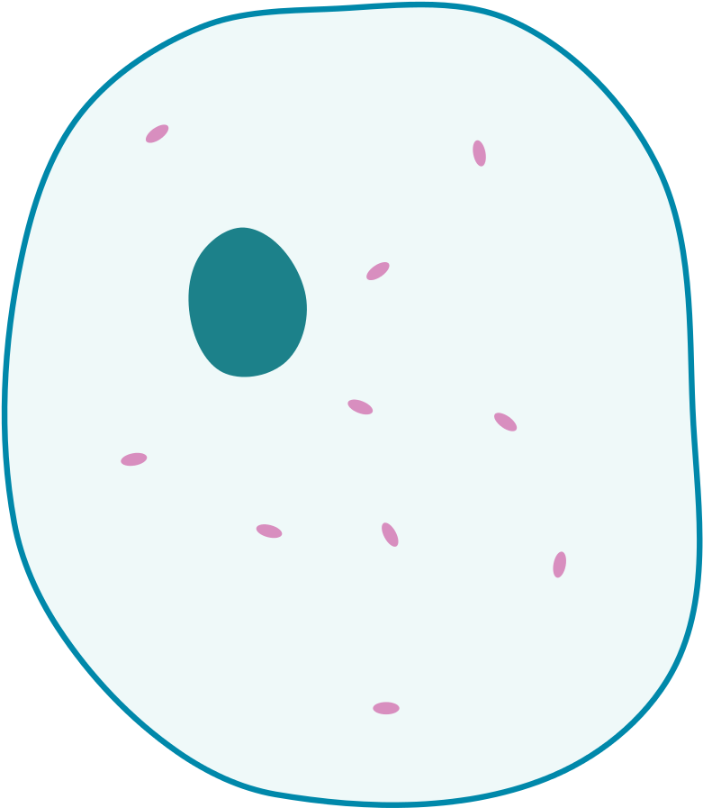 Simple Diagram Of Animal Cell - Simple Animal Cell Unlabelled (909x1024)