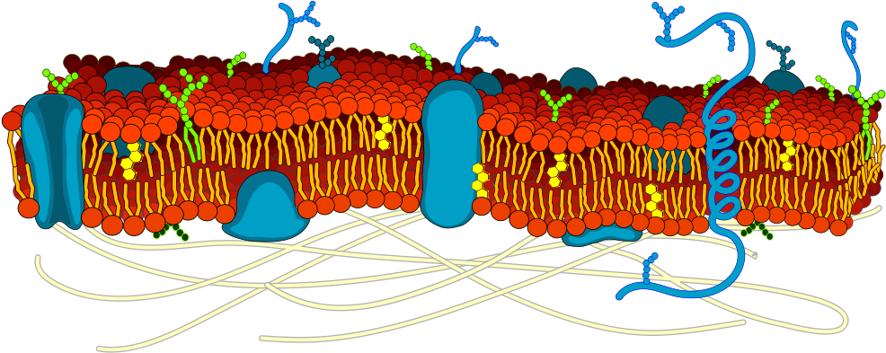 Filecell Membrane Detailed Diagram Blankg Wikimedia - Cell Membrane Structure (1000x413)