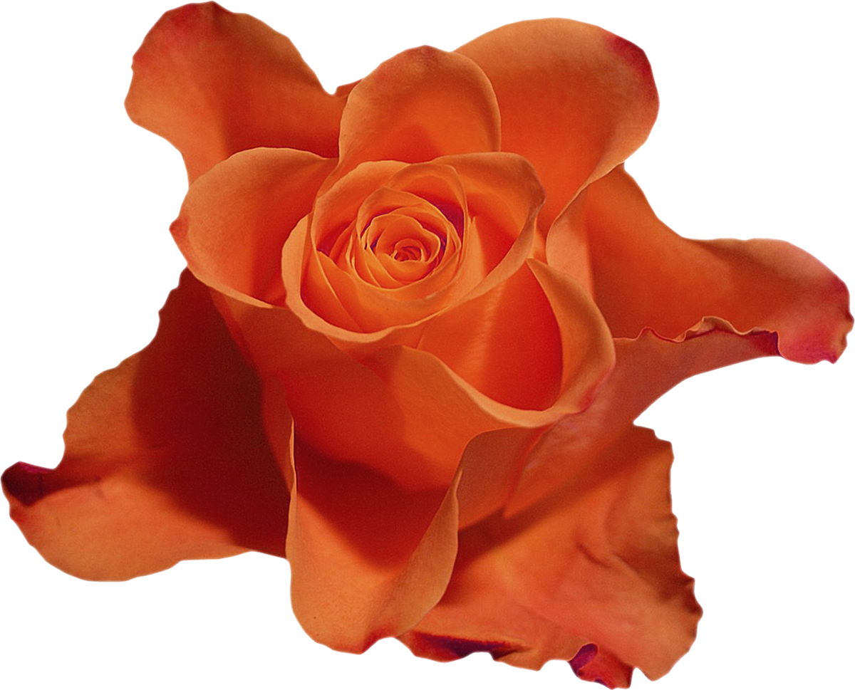 Beach Rose Flower - Beach Rose Flower (1200x969)