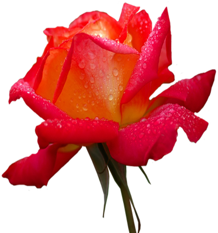 Rose Desktop Wallpaper Flower Iphone - Rose Desktop Wallpaper Flower Iphone (731x782)