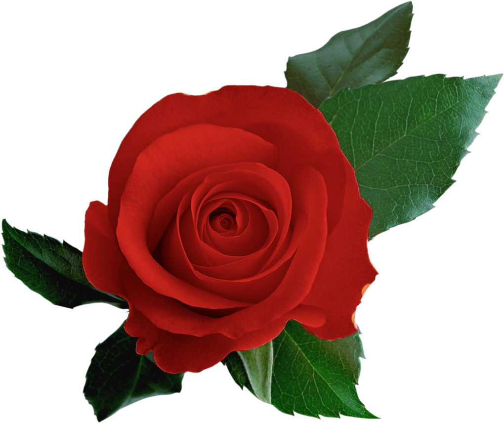 Centifolia Roses Cut Flowers - Centifolia Roses Cut Flowers (1020x856)