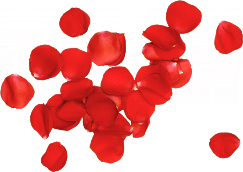 Petal Garden Roses Flower - Petal Garden Roses Flower (800x800)