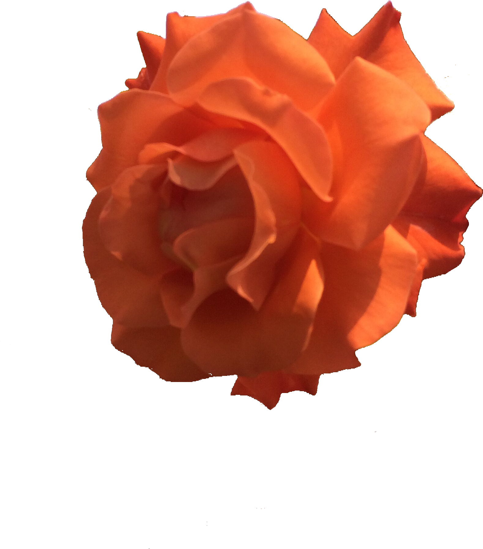 Nelumbo Nucifera Park Lotus Effect - Nelumbo Nucifera Park Lotus Effect (3264x2448)