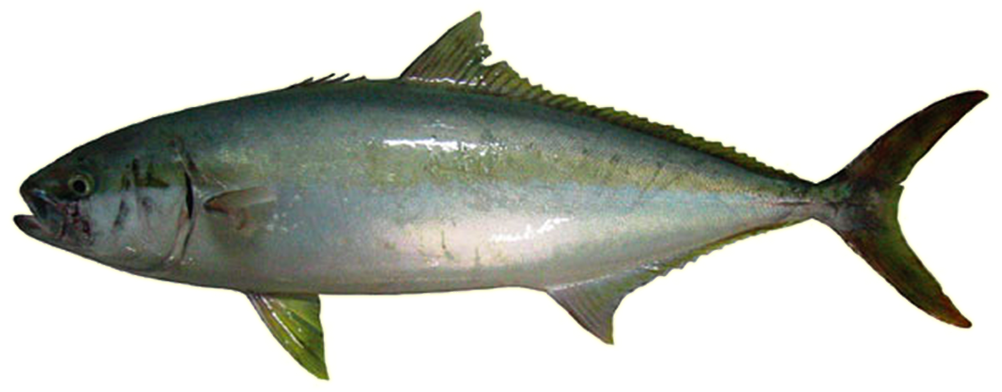Kingfish - Australia Fishing Legal Size (1200x800)