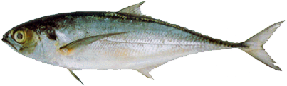 Horse Mackerel - Horse Mackerel (500x250)