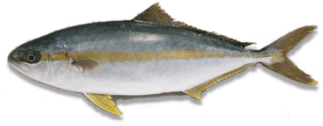 じょうだ校長のプチコラム - Thunnus Albacares (600x255)