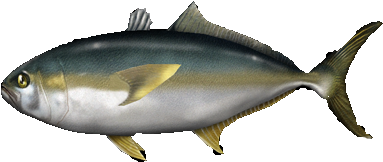 Amberjackjapaneseea Jimmyzhoopz - Juvenile Southern Bluefin Tuna (400x400)