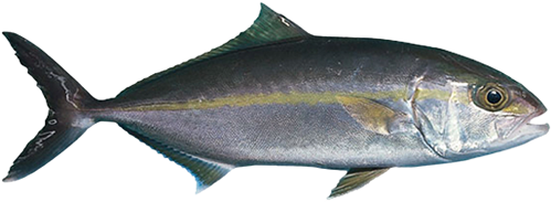 Fp Amberjack Lesser Copy - Fishery (621x244)