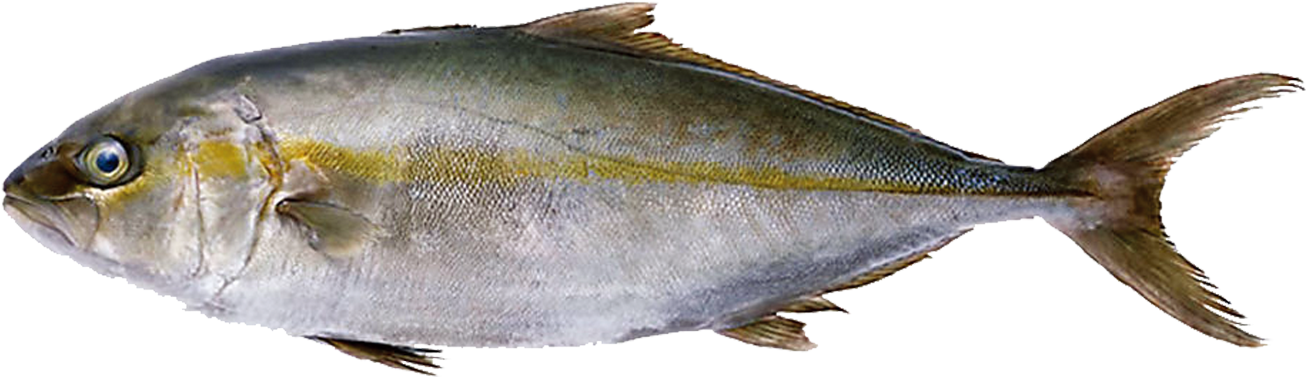Sashimi Japanese Cuisine Japanese Amberjack Escolar - Sashimi Japanese Cuisine Japanese Amberjack Escolar (2953x2953)