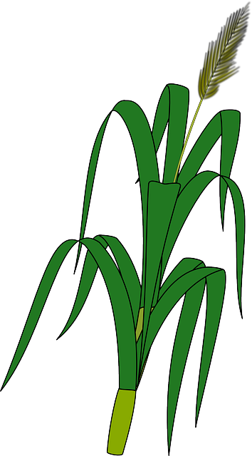 Maize - Wheat Plant To Draw (354x640)