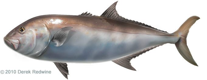 Samson Fish - Samson Fish Vs Amberjack (720x284)