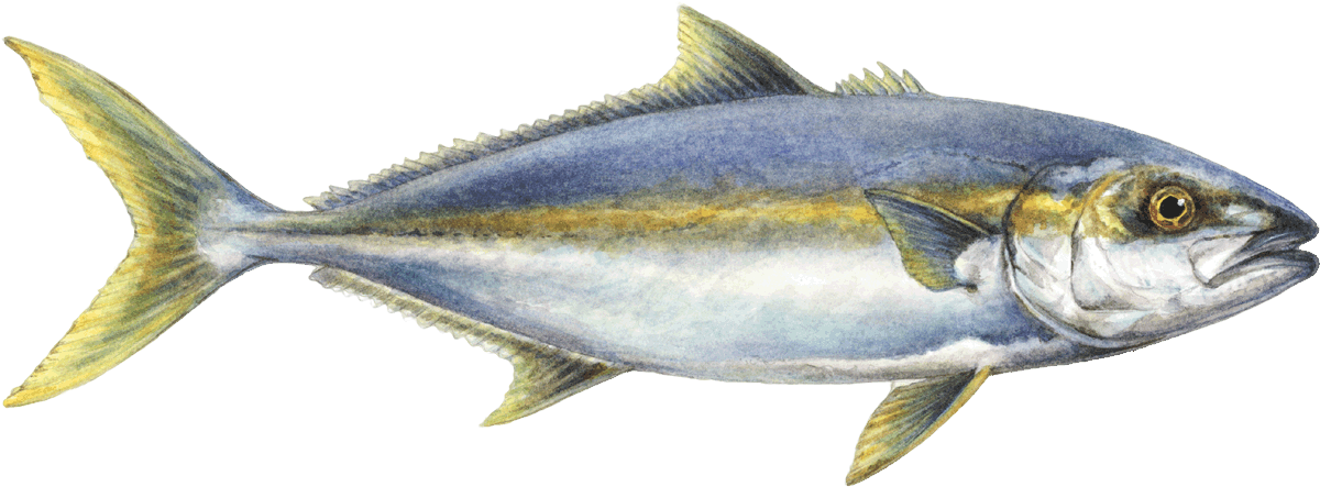 Yellowtail Amberjack - Japanese Amberjack Fish (1200x515)