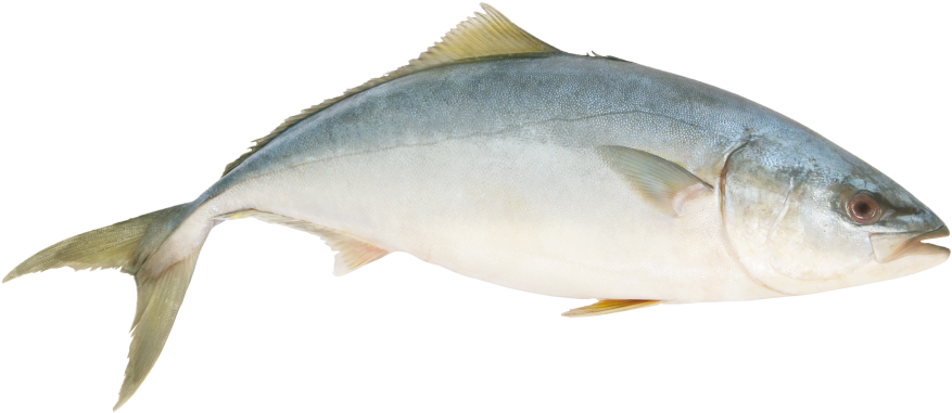Yellowtail Kingfish - Yellowtail Amberjack (1024x498)