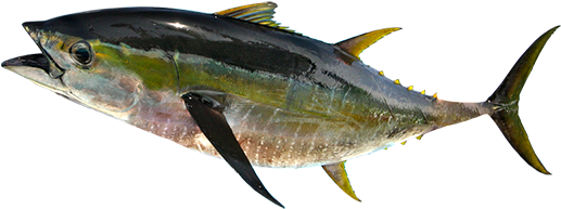黃鰭鮪 - Atlantic Bluefin Tuna (600x300)