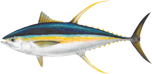 Pompon Rouge Développa Ensuite Toute Une Gamme De Conserves, - National Animal Of Maldives (500x254)