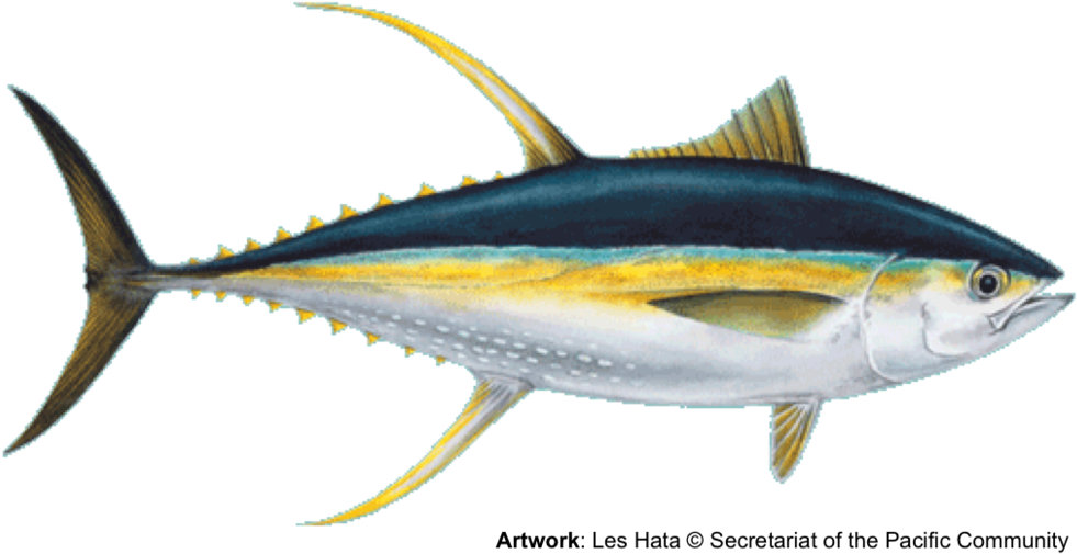 Yellowfin Tuna - Yellowfin Tuna (1000x526)