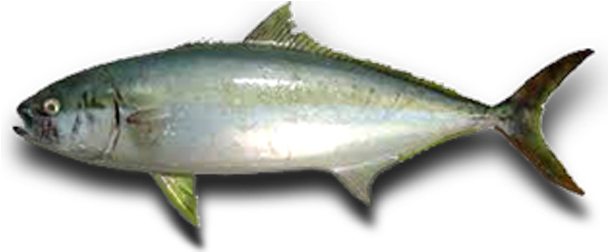 Animals - Yellowtail Amberjack (634x258)