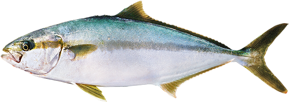 ヒラマサ - Yellowtail Amberjack (600x229)