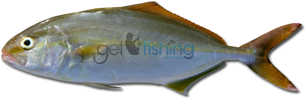 Amberjack - Amberjack Fish (648x350)