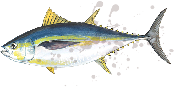 Bigeye Tuna (658x300)