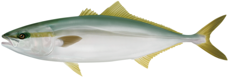 ブリ（ハマチ ワラサ）【鰤】 - White Trevally (480x288)