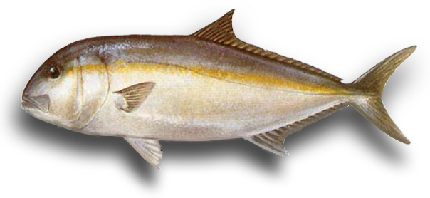 Samson Fish (604x278)