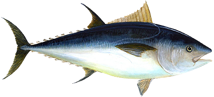 Crudo O Cotto - Fish (450x300)