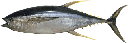 Fresh Fish From The Ocean - Thunnus Albacares (454x340)