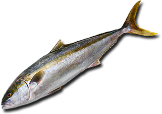 Изображение Желтохвост Или Yellowtail Amberjack - Atlantic Mackerel (400x300)