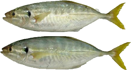 Cá Ngân Tươi - Yellow Tail Scad (480x350)