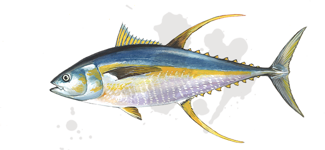 Fishopedia - Tuna Fish (658x300)