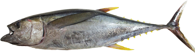 Home - Atlantic Bluefin Tuna (800x533)
