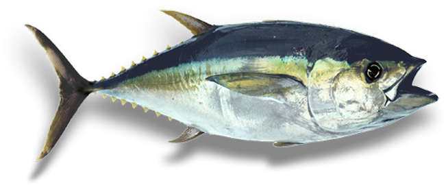 Pacific Sturgeon (650x354)