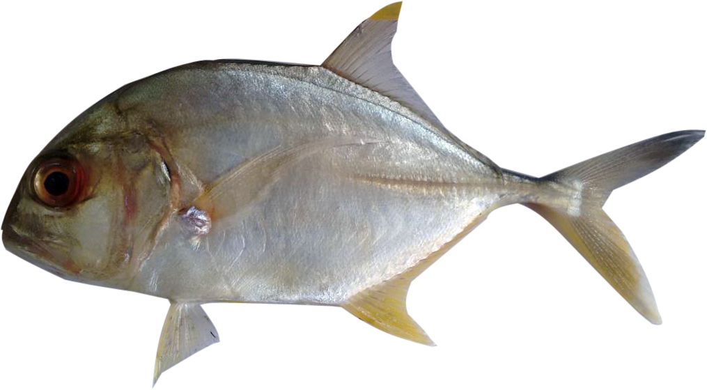 Common Name - Wide Sawfish (1015x560)