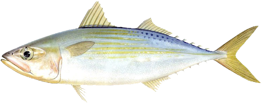 羽 - Coastal Cutthroat Trout (555x234)