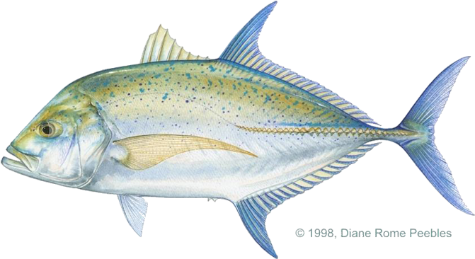 Papio - Bluefin Trevally (720x398)