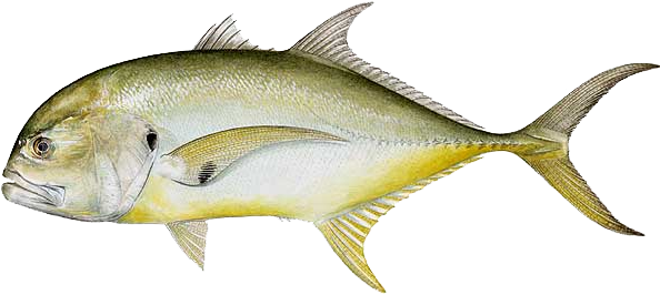Jack Creval - Pompano Vs Jack Crevalle (600x282)