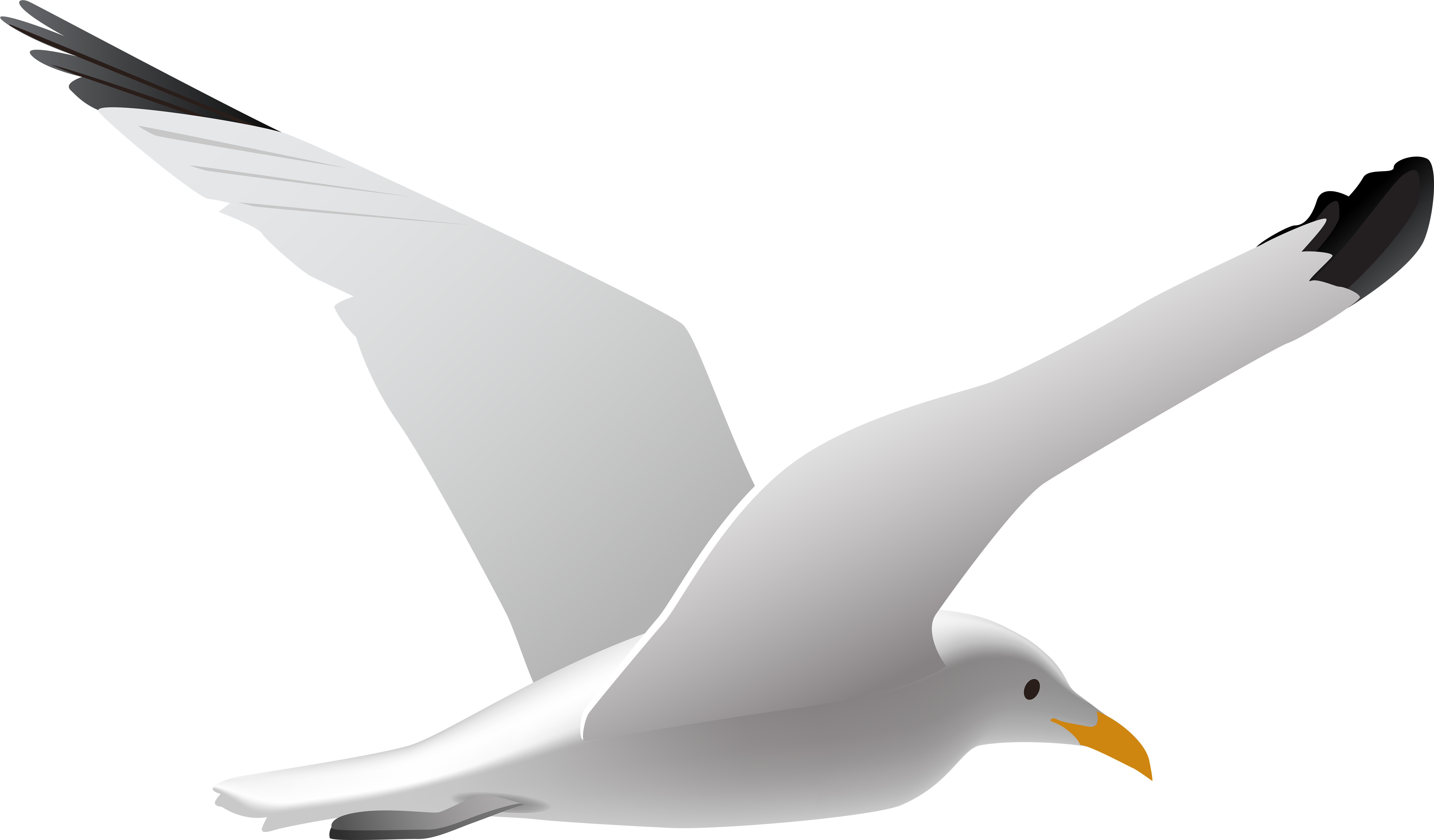 Sea Gull Clipart - Seagull Clipart (8000x4687)
