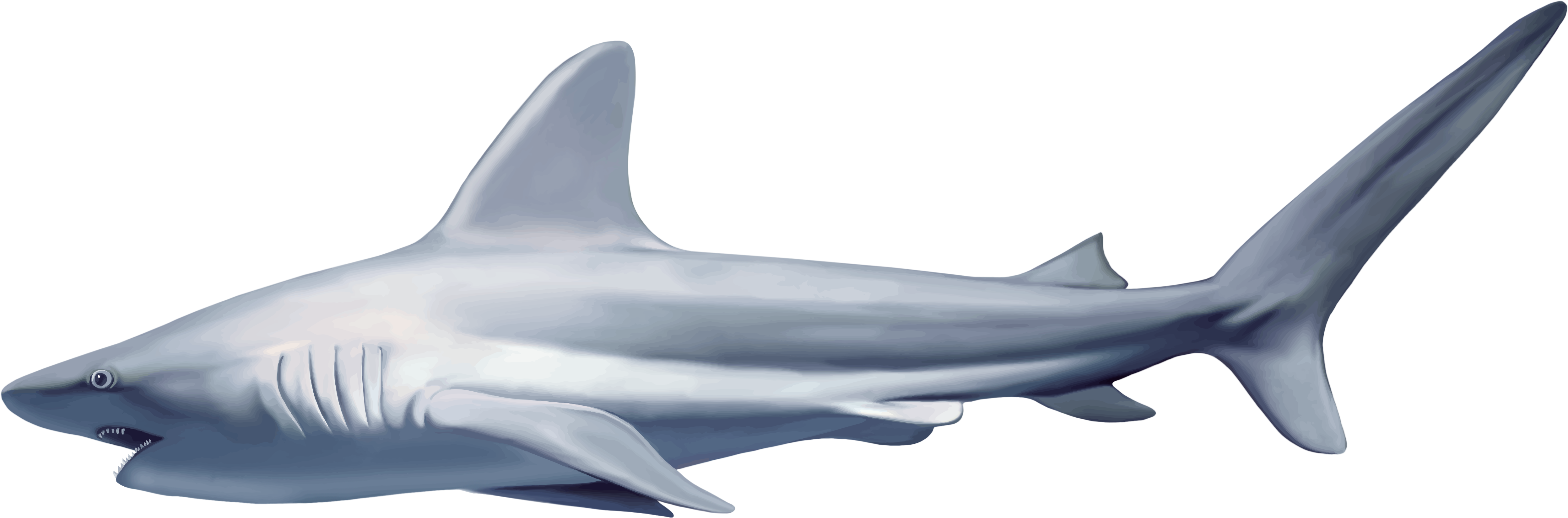 Reef Shark White Background (5259x1742)