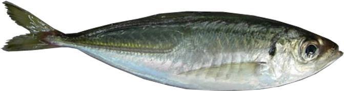 7-horse Mackerel - Gulf Flounder (700x291)
