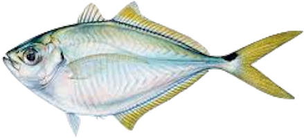 Atlantic Bumper - Bait Fish In The Gulf Of Mexico (500x250)