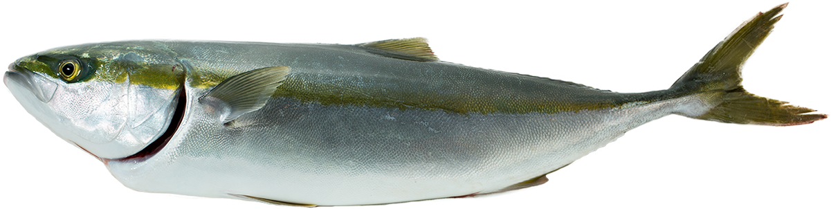 ハマチ ハマチ - Oily Fish (1280x310)