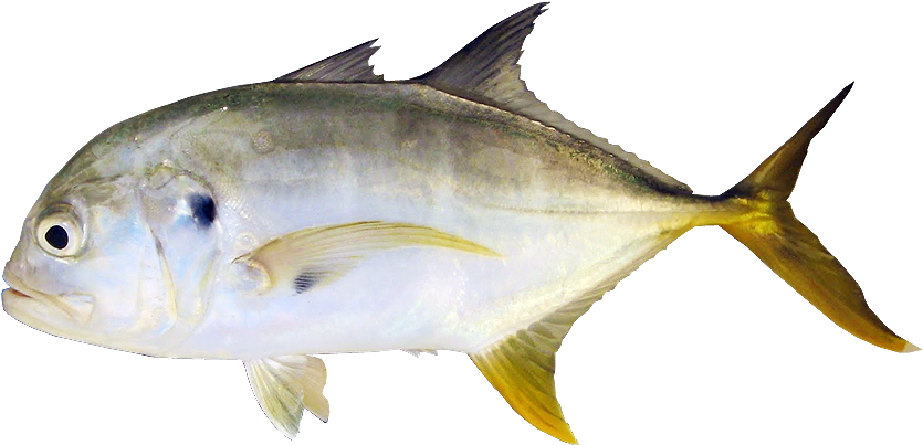 Crevalle Jack - Crevalle Jack (1200x410)