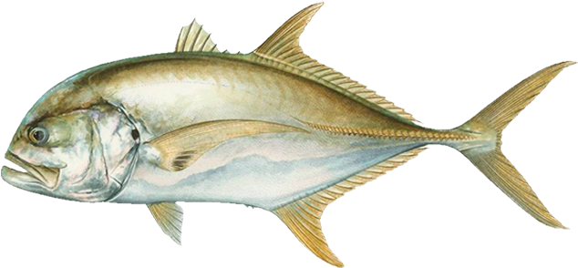 Crevalle Jack - Pacific Sturgeon (720x300)