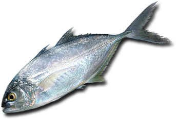 Изображение - Peixe Xerelete (400x300)